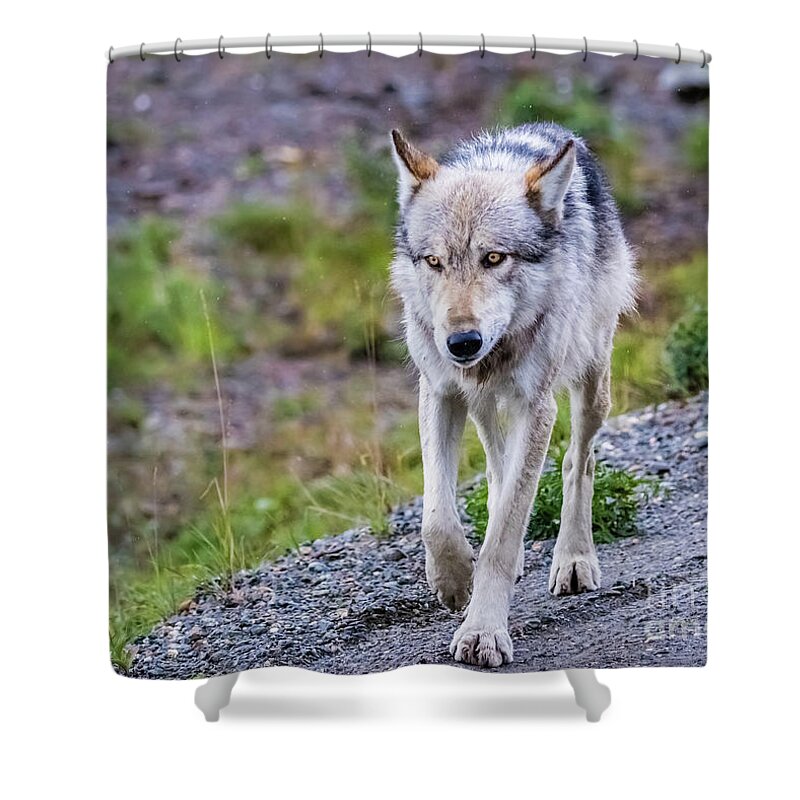 Wolf Shower Curtain featuring the photograph Grey wolf in Denali National Park, Alaska by Lyl Dil Creations
