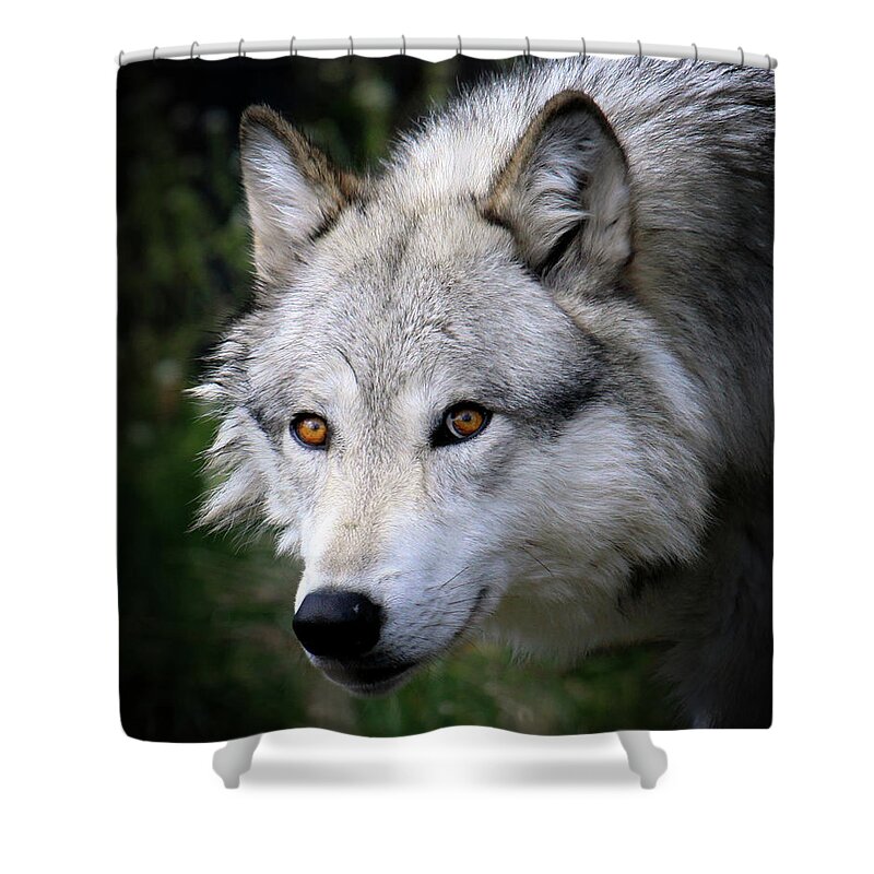 Animal Themes Shower Curtain featuring the photograph Grey Wolf by Thanks! Steve Mckinzie