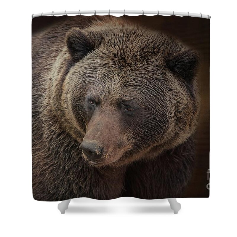Grizzly Bear Shower Curtain featuring the photograph Grizzly Bear by Eva Lechner