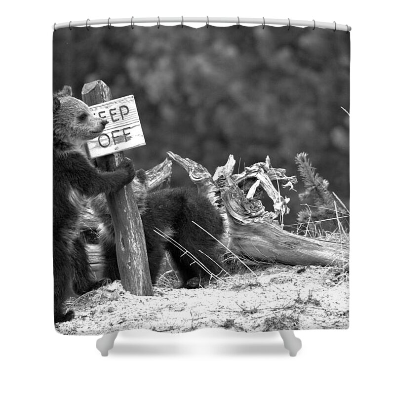 Grizzly Bear Shower Curtain featuring the photograph Grizzly Cubs At The Yellowstone Thermal Features Black And White by Adam Jewell
