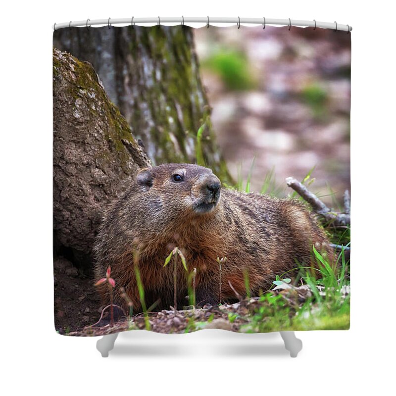 Groundhog Shower Curtain featuring the photograph Groundhog by Susan Rissi Tregoning