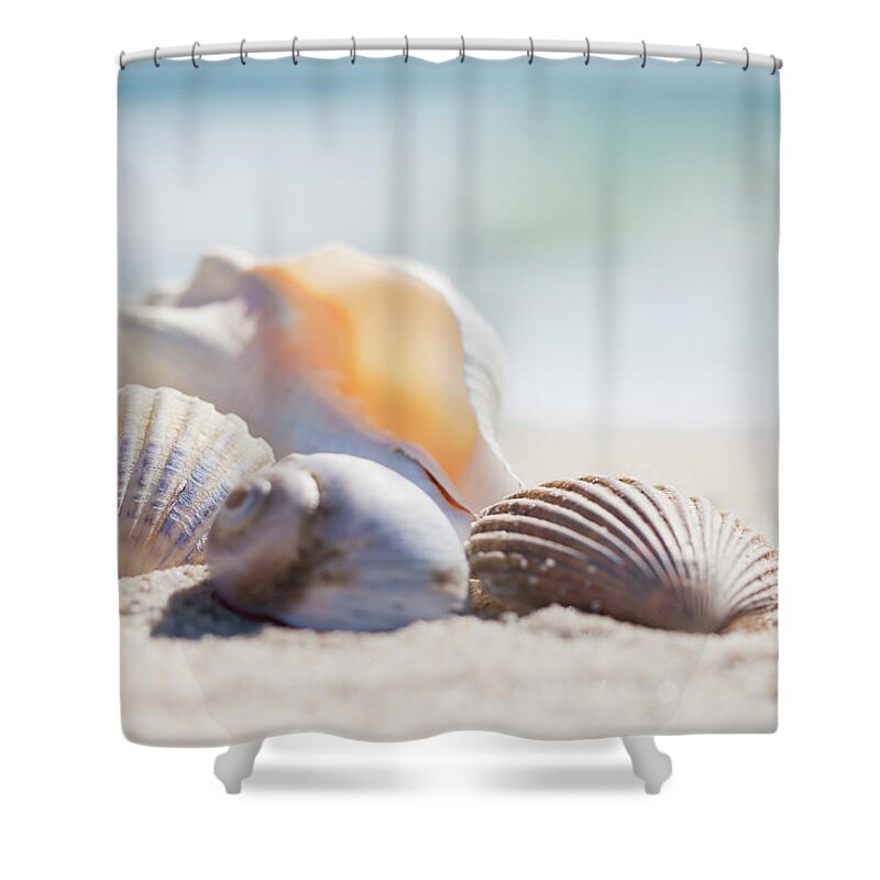 Scenics Shower Curtain featuring the photograph Group Of Sea Shells On Beach by Nine Ok
