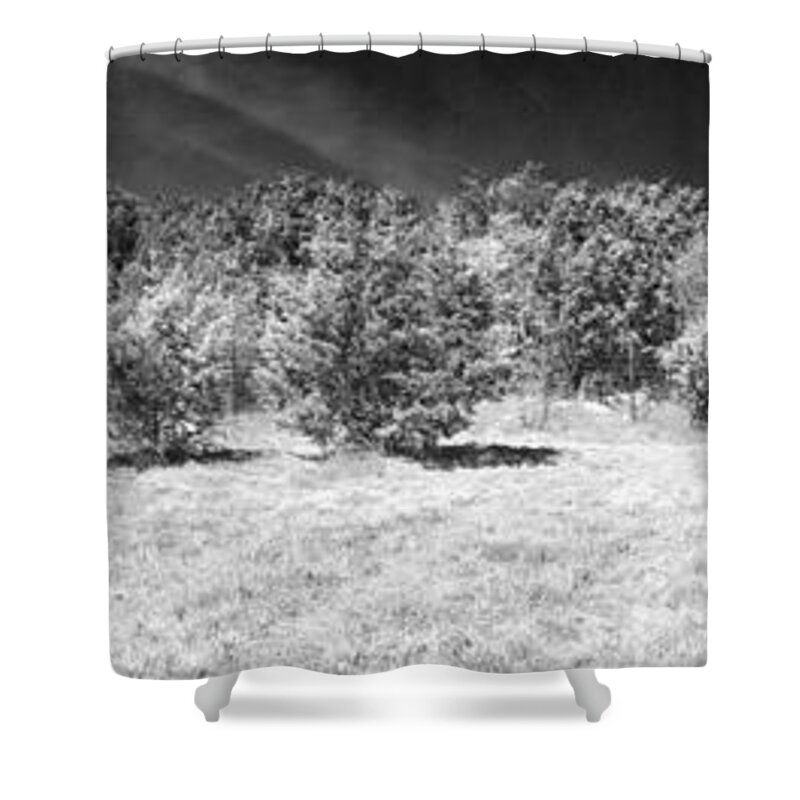 Trees Shower Curtain featuring the photograph Grove by Ivars Vilums