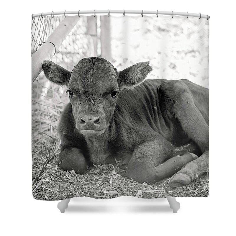Grumpy Shower Curtain featuring the photograph Grumpy Cow by Eddie Yerkish