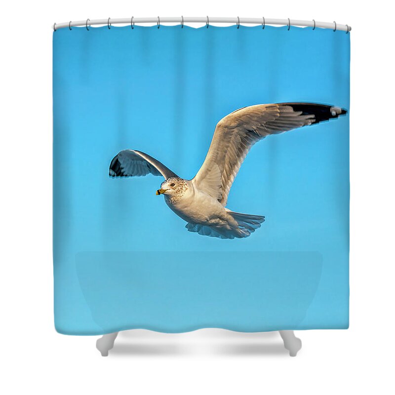 Seagull Shower Curtain featuring the photograph Gull In Flight 2 by Cathy Kovarik