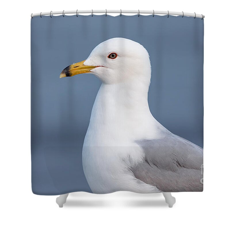 Photography Shower Curtain featuring the photograph Gull Portrait 1 by Alma Danison