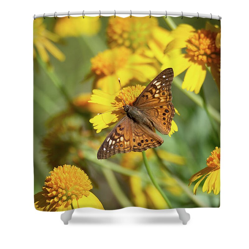 Hackberry Emperor And Huisache Daisy Wildflowers Shower Curtain featuring the photograph Hackberry Emperor and Huisache Daisy Wildflowers by Debra Martz