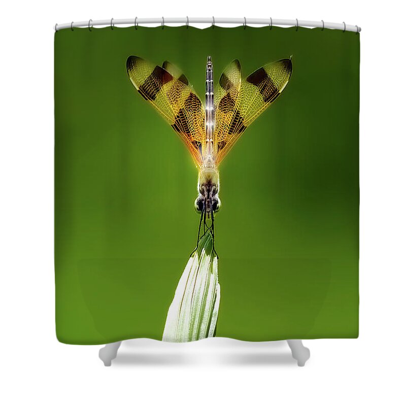 Dragonfly Shower Curtain featuring the photograph Halloween Pennant by Mark Andrew Thomas