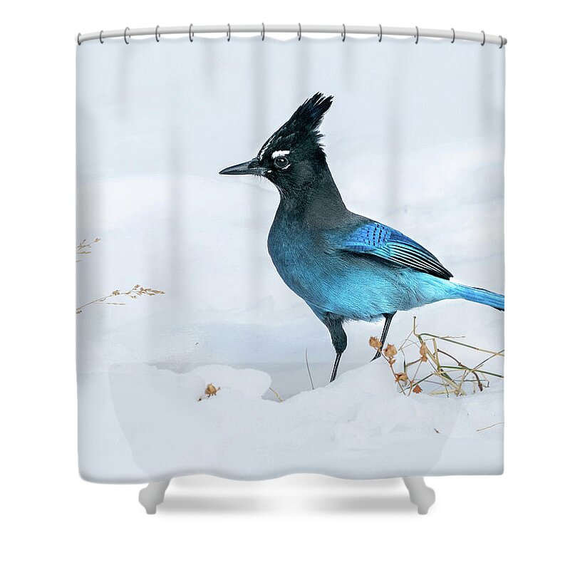 Steller's Shower Curtain featuring the photograph Handsome Steller's Jay in Snow by Judi Dressler