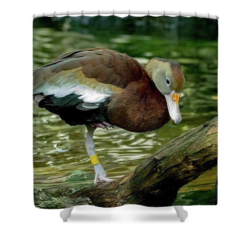Bird Shower Curtain featuring the photograph Hanging Out on a Log by Margaret Zabor