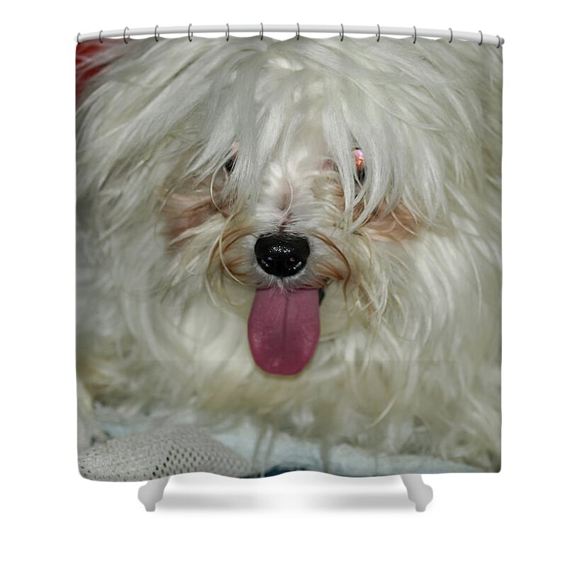 White Shower Curtain featuring the photograph Happy Dog by C Winslow Shafer
