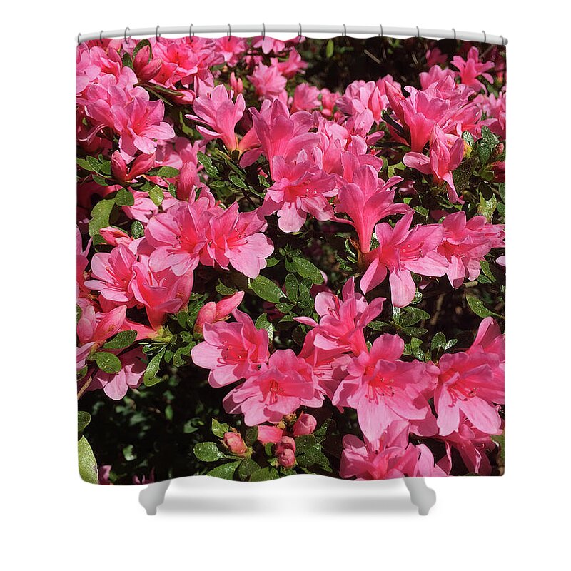 Springtime Shower Curtain featuring the photograph Happy Spring by Matthew Seufer