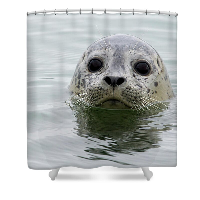 Sebastian Kennerknecht Shower Curtain featuring the photograph Harbor Seal Pup In Elkhorn Slough by Sebastian Kennerknecht