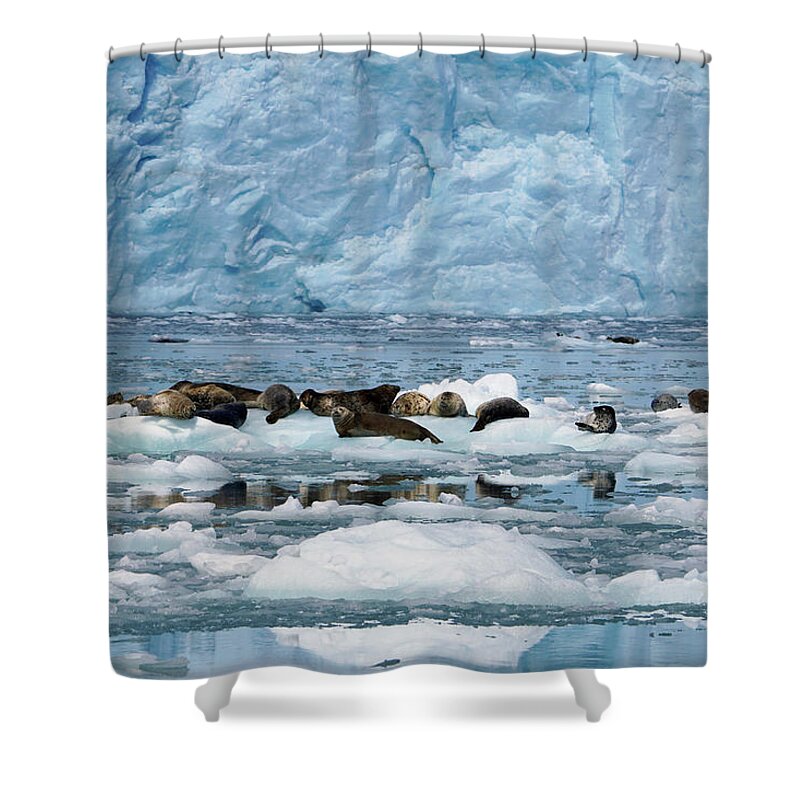 00640555 Shower Curtain featuring the photograph Harbor Seals On Ice Floes by Hiroya Minakuchi
