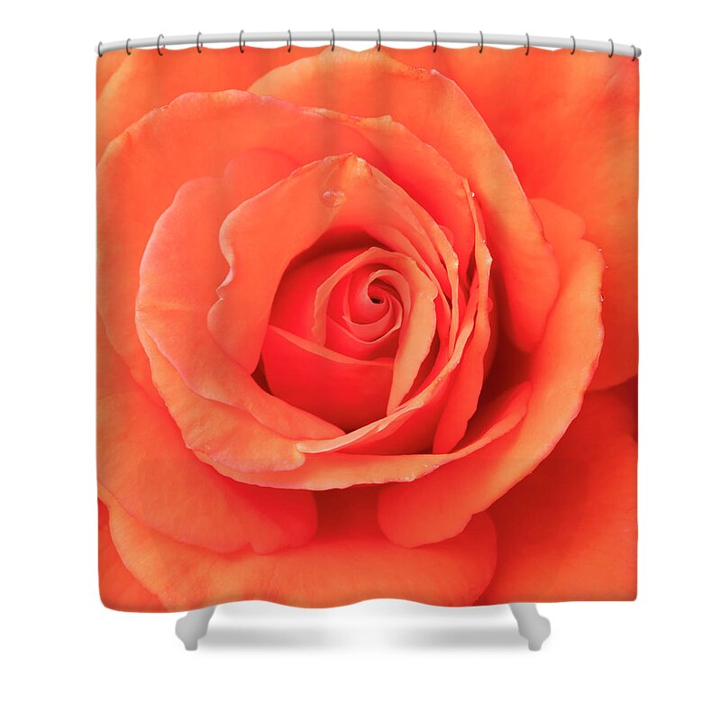 Heart Of A Rose Shower Curtain featuring the photograph Heart of a Rose by Patty Colabuono