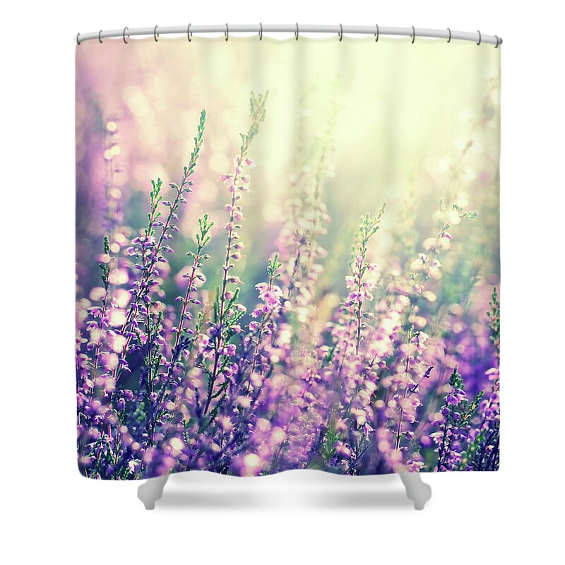 Grass Family Shower Curtain featuring the photograph Heather In Sunlight Erica Ericaceae by Rike 
