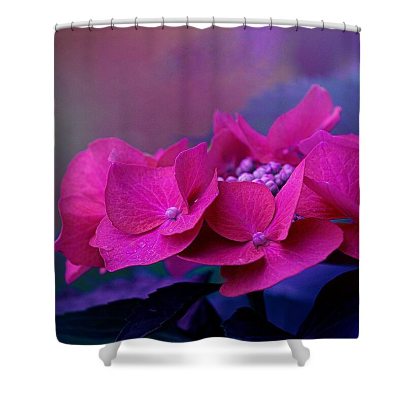 Art Shower Curtain featuring the photograph Heavenly Hydrangea by Joan Han