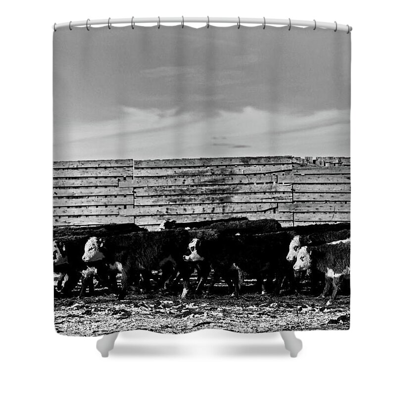 Ranch Shower Curtain featuring the photograph Heifers and more Heifers cows by Julieta Belmont