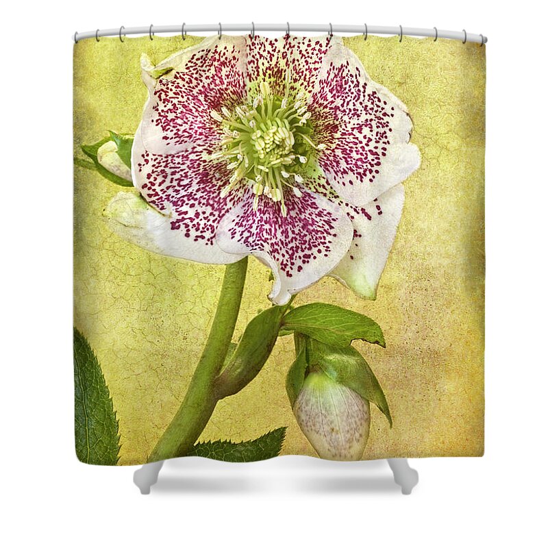Loire Valley Shower Curtain featuring the photograph Hellebore Flower by © Leslie Nicole Photographic Art