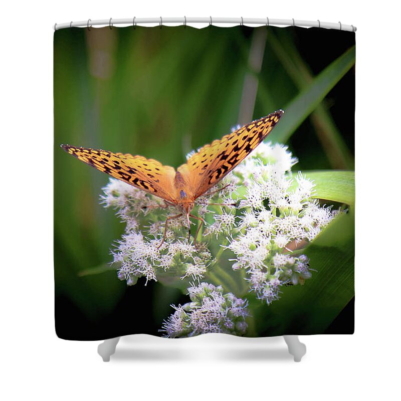 Butterfly Shower Curtain featuring the photograph Hello by Veronica Batterson