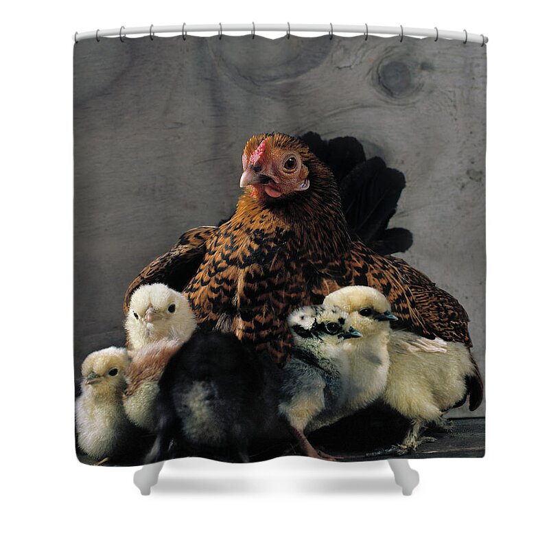 Copenhagen Shower Curtain featuring the photograph Hen With Chicks by Muriel De Seze