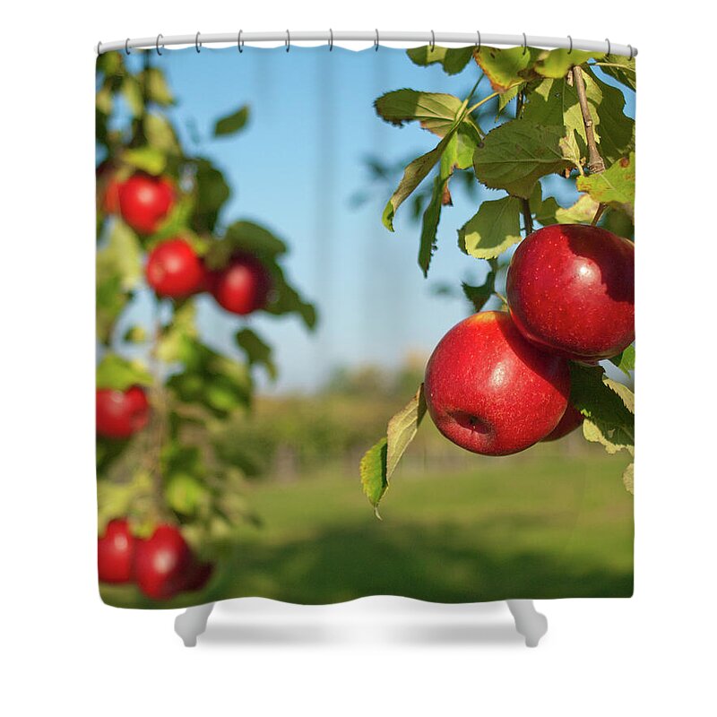 Hanging Shower Curtain featuring the photograph Herbstfarben by P a s m Photography