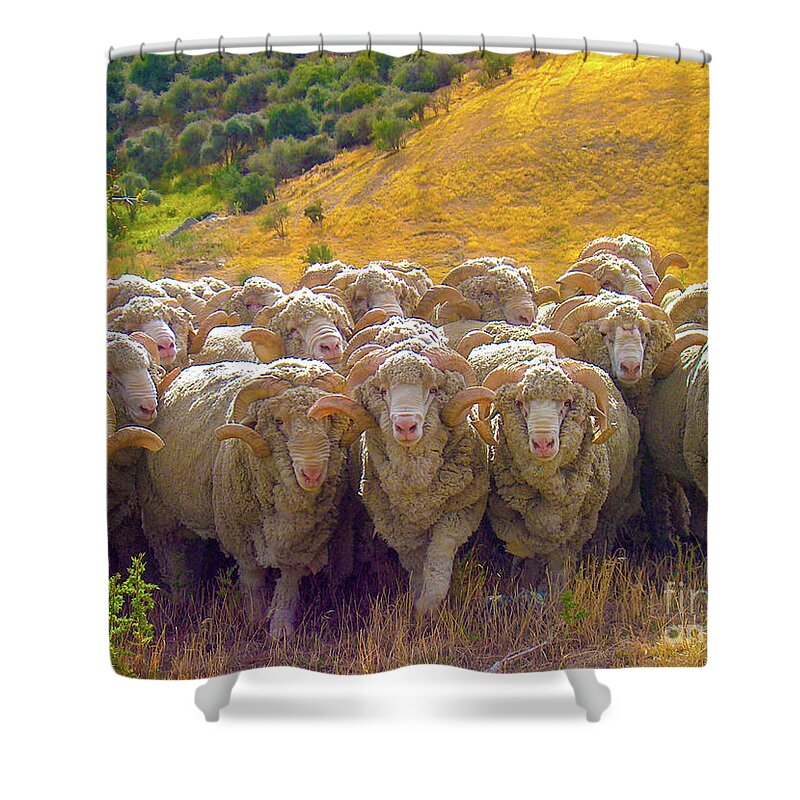 Sheep Shower Curtain featuring the photograph Herding Merino Sheep by Leslie Struxness