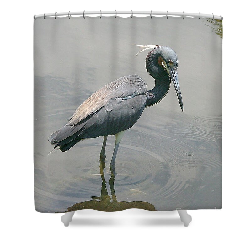 Fauna Shower Curtain featuring the photograph Heron posing by Mariarosa Rockefeller