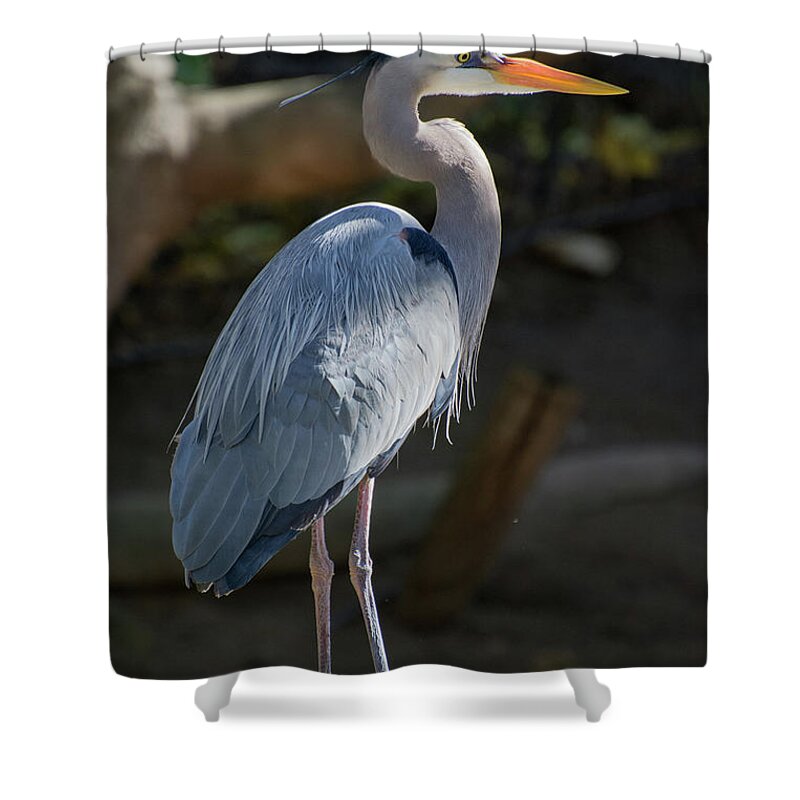 Birds Shower Curtain featuring the photograph Heron Standing in the sun by John Rowley