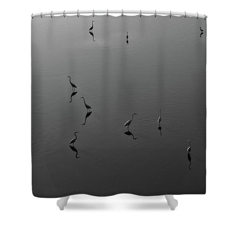 Water Shower Curtain featuring the photograph Herons on Lake 367 in Black and White by Wesley Elsberry