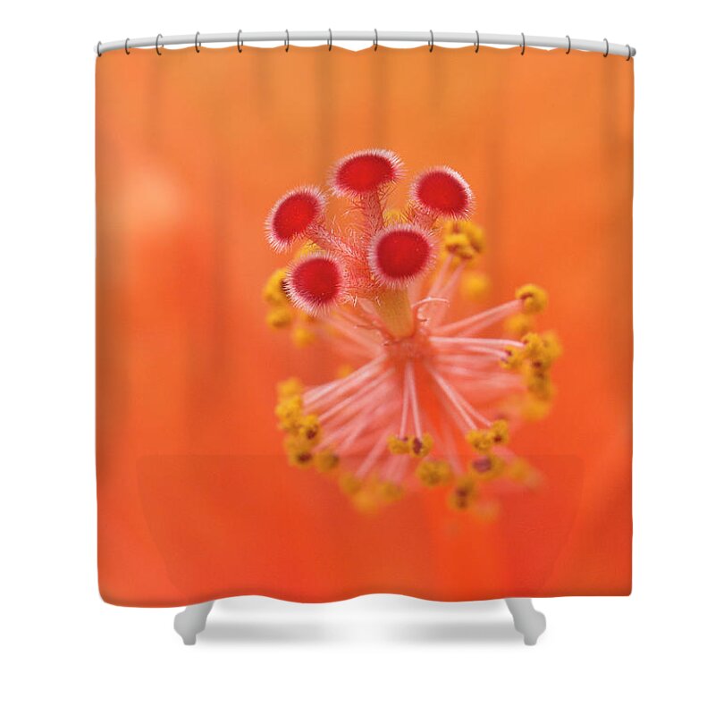 Hibiscus Beauty Shower Curtain featuring the digital art Hibiscus beauty 222 by Kevin Chippindall