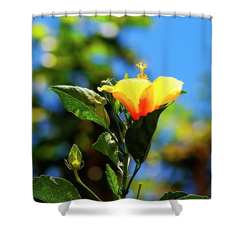 Hibiscus Shower Curtain featuring the photograph Hibiscus Blooming by Anthony Jones