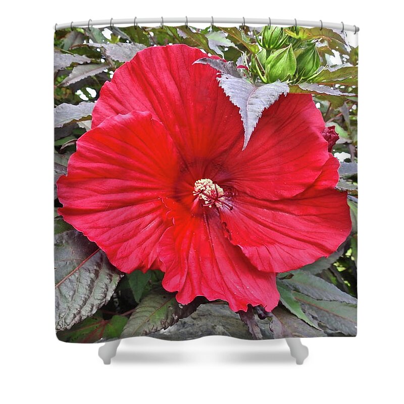 Hibiscus Shower Curtain featuring the photograph Hibiscus Flower by Kathy Chism