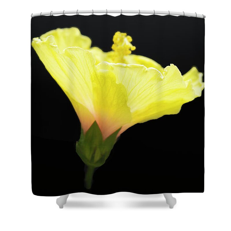 Outdoors Shower Curtain featuring the photograph Hibiscus in black by Silvia Marcoschamer
