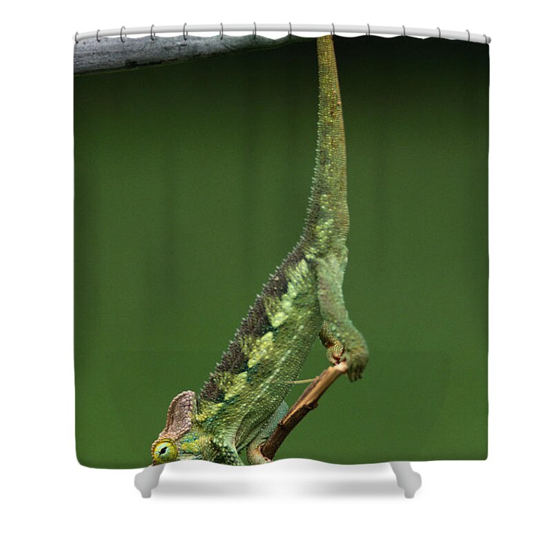 Animal Themes Shower Curtain featuring the photograph High-casqued Chameleon Chamaeleontidae by Art Wolfe