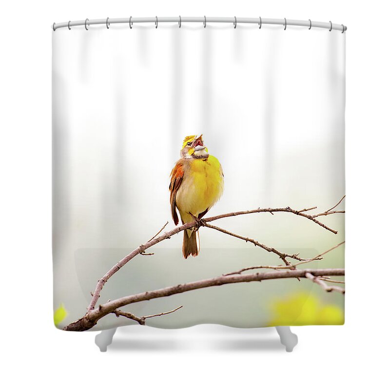 Nature Shower Curtain featuring the photograph High Key Dickcissel by Jeff Phillippi