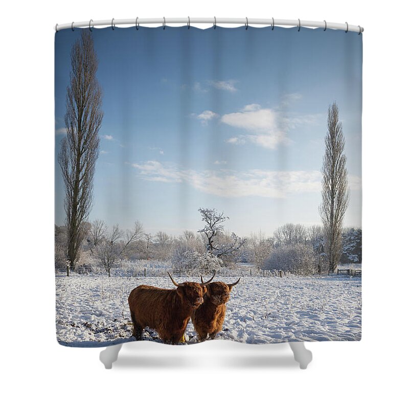Horned Shower Curtain featuring the photograph Highland Cattle In The Snow by Simon Wrigglesworth