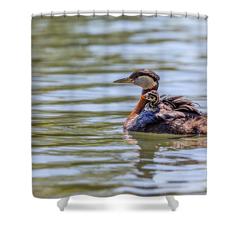 Photography Shower Curtain featuring the photograph Hitchhiker Grebe Chick by Alma Danison