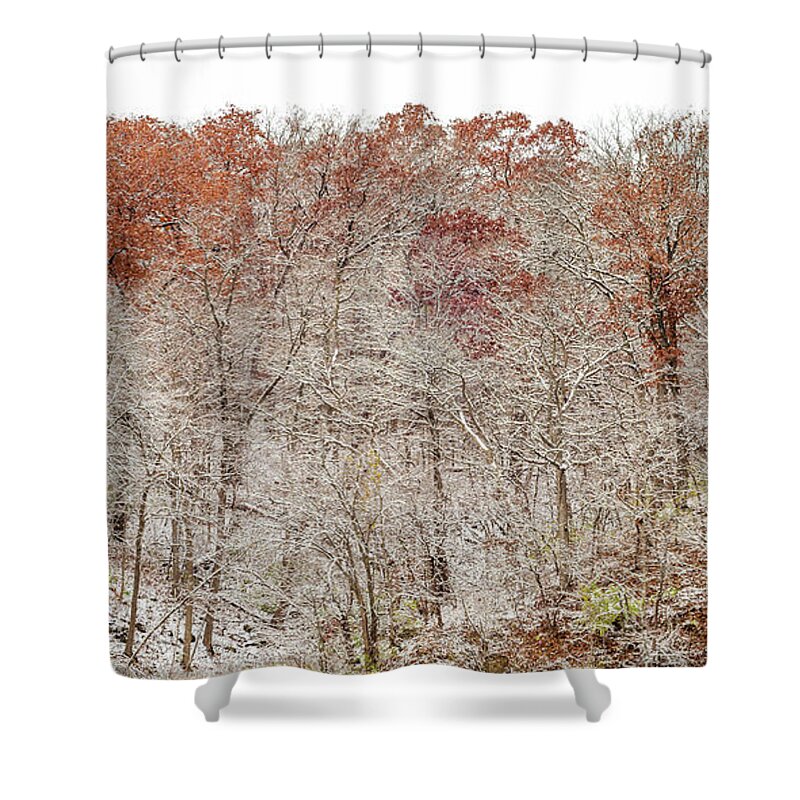 Trees Shower Curtain featuring the photograph Holding Onto Fall by Tamara Becker