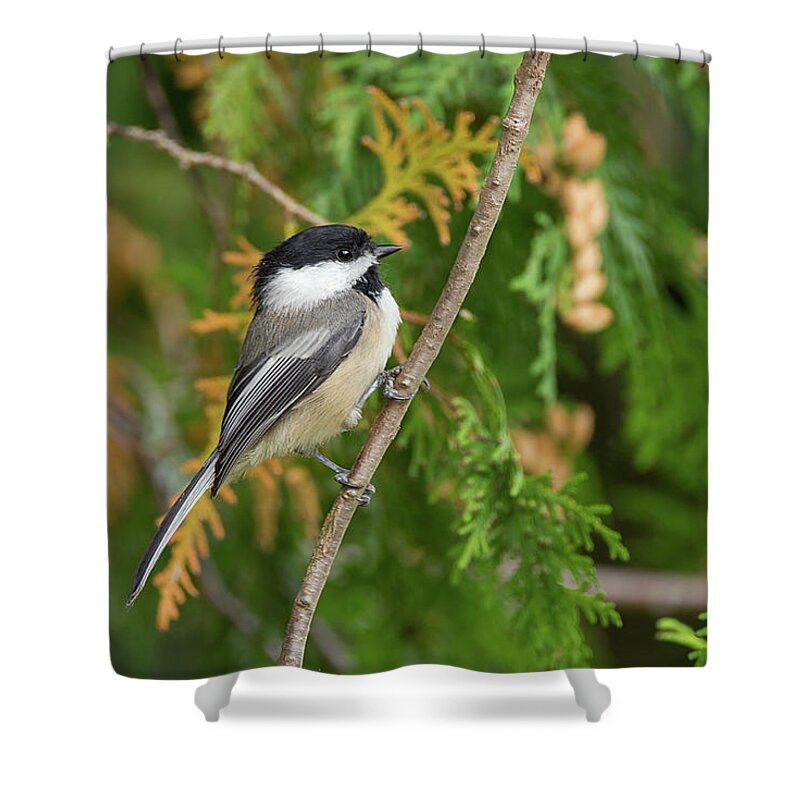 Bird Shower Curtain featuring the photograph Holding Up - Black-capped Chickadee - Poecile Atricapillu by Spencer Bush