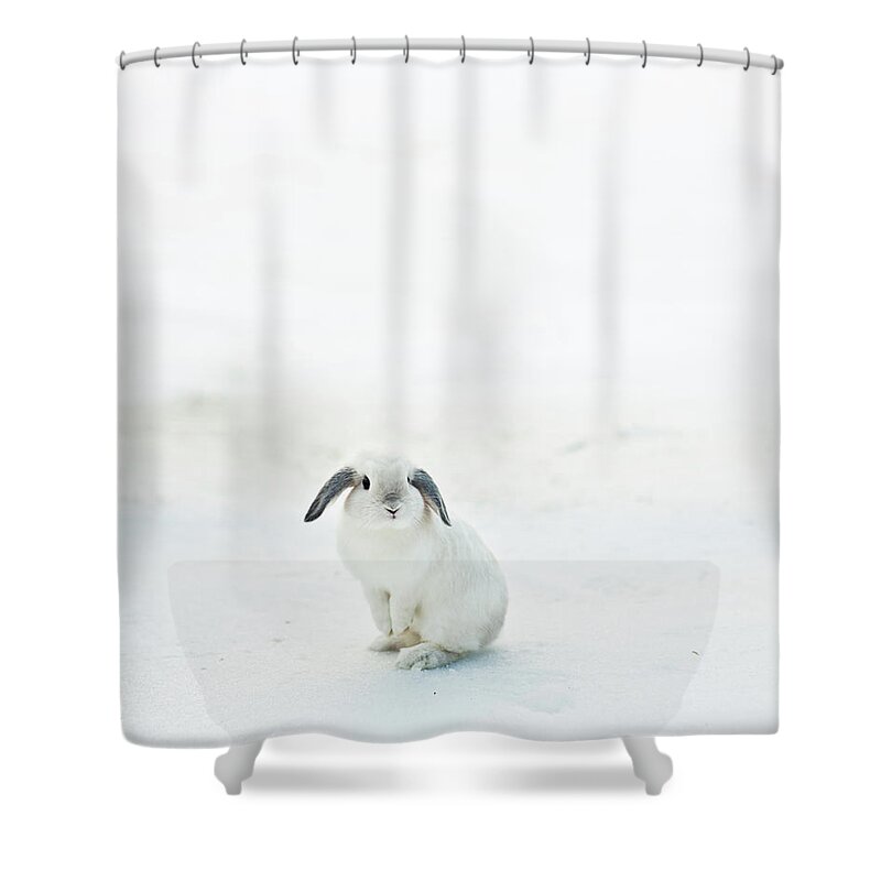 Tranquility Shower Curtain featuring the photograph Holland Lop Bunny by Judewood