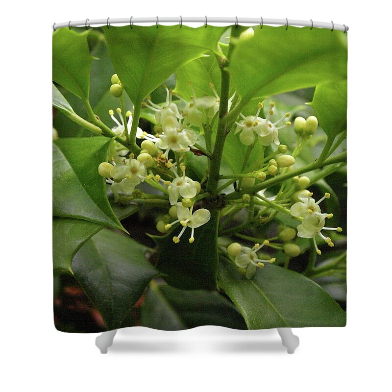 Holly Shower Curtain featuring the photograph Holly Blossoms by Jeffrey Peterson