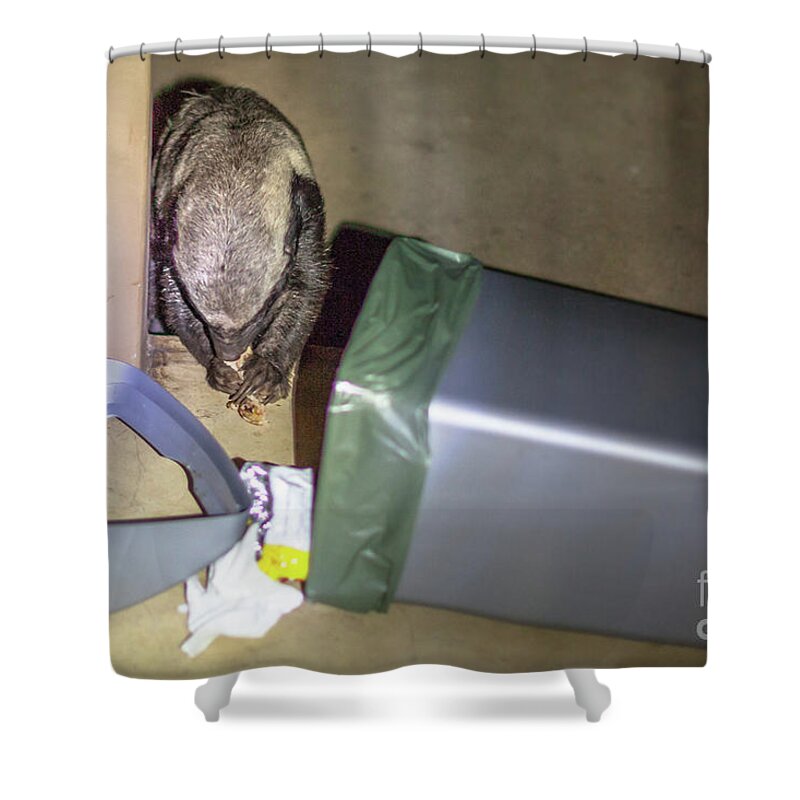 Honey Badger Shower Curtain featuring the photograph Honey badger of South Africa by Benny Marty