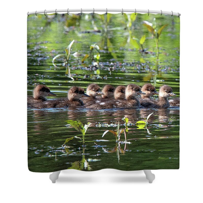 Nature Shower Curtain featuring the photograph Hooded Merganser Ducklings DWF0203 by Gerry Gantt