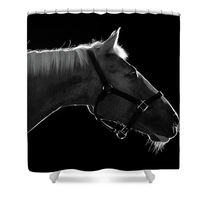 Horse Shower Curtain featuring the photograph Horse by Arman Zhenikeyev - Professional Photographer From Kazakhstan
