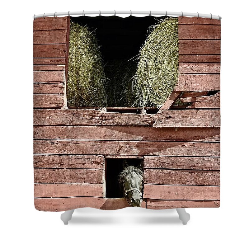 Horse Shower Curtain featuring the photograph Horse Barn by Kathy Chism
