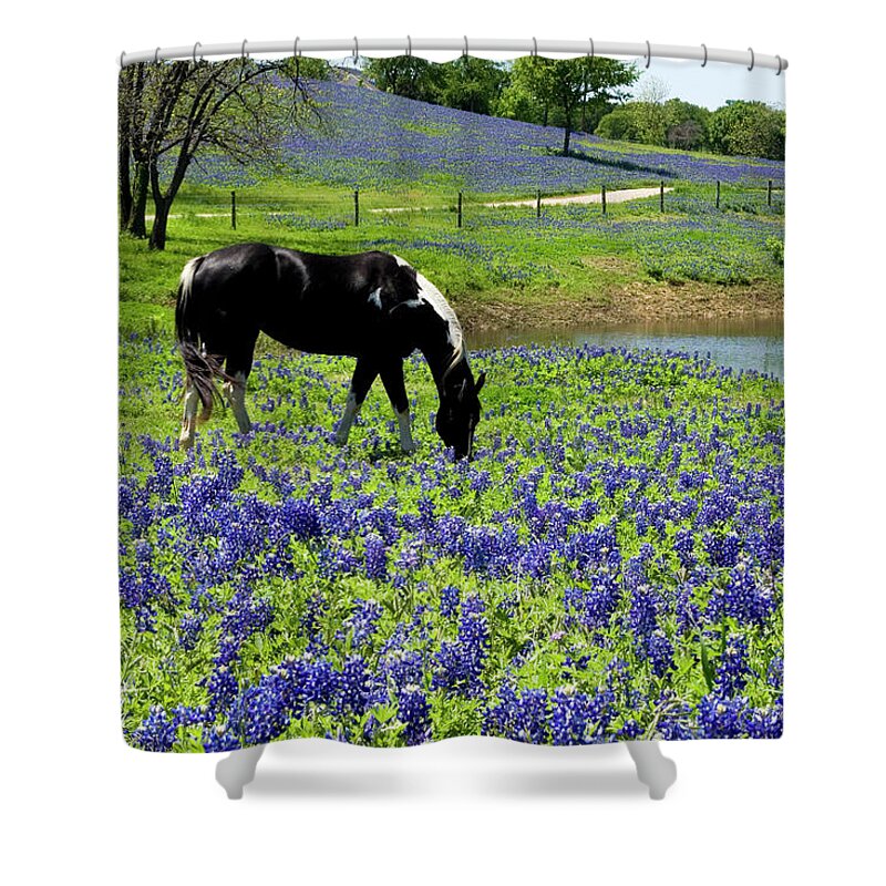 Horse Shower Curtain featuring the photograph Horse In Bluebonnet Meadow by Hartcreations