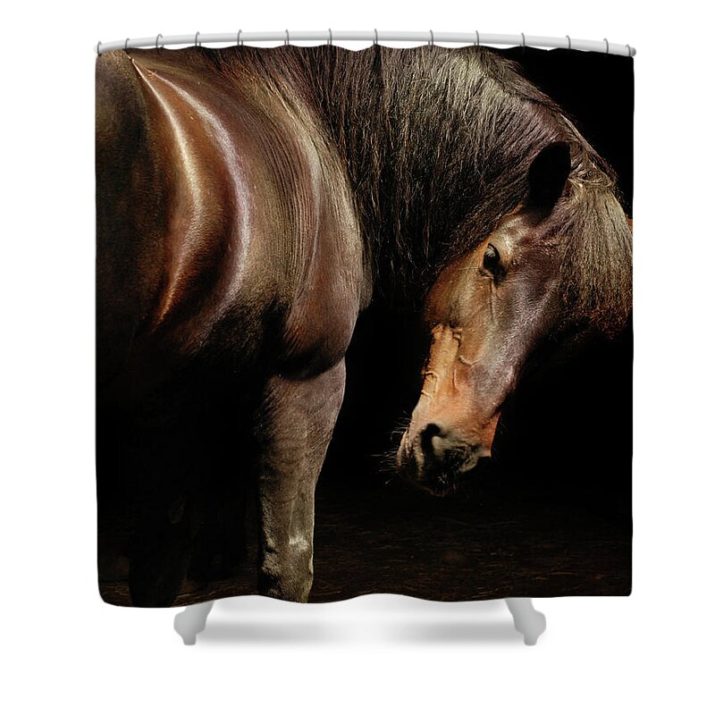 Horse Shower Curtain featuring the photograph Horse Looking Over Shoulder by Anne Louise Macdonald Of Hug A Horse Farm