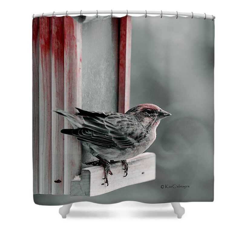 House Finch Shower Curtain featuring the photograph House Finch on Feeder by Kae Cheatham