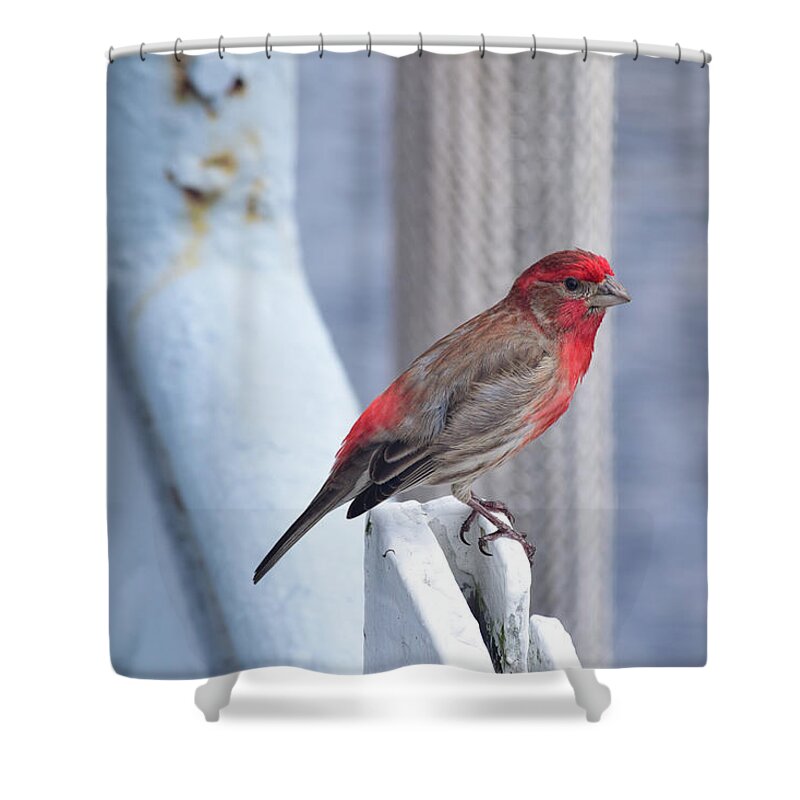 Finch Shower Curtain featuring the photograph House Finch on the U.S.S. Wisconsin by Nicole Lloyd